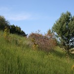 Büsche, Laub- und Nadelbäume - die Vegetation ist wild und vielfältig.